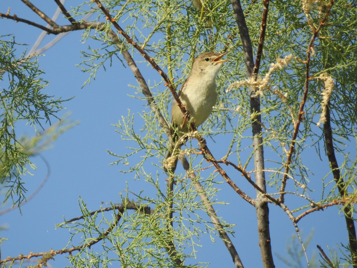 Common Reed Warbler - ML73393181