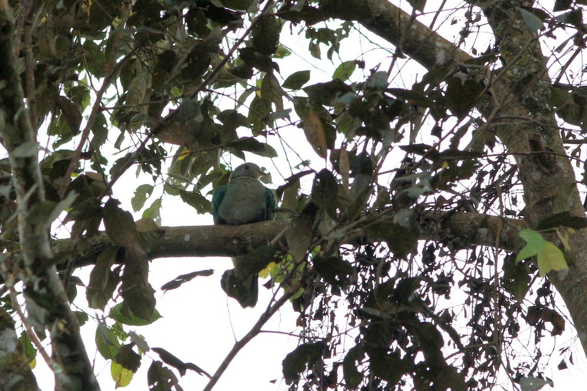 Yellow-breasted Fruit-Dove - ML73395911