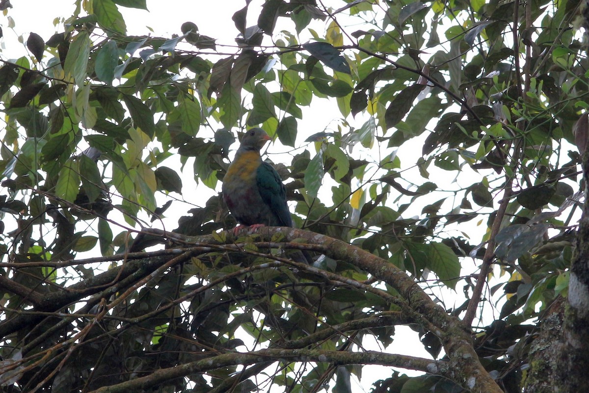 Yellow-breasted Fruit-Dove - ML73395921