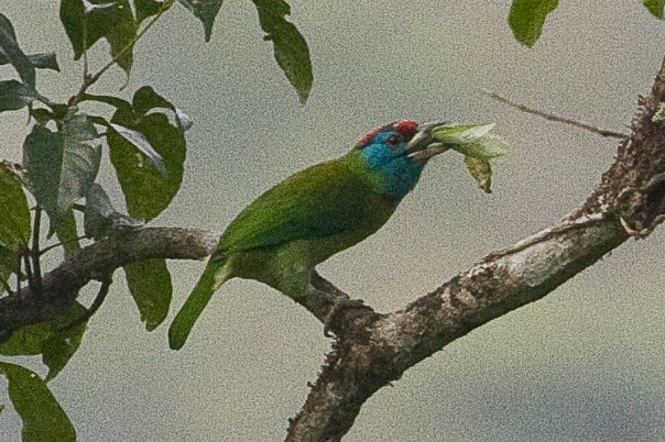 Bird feeding on insect. - Blue-throated Barbet - 