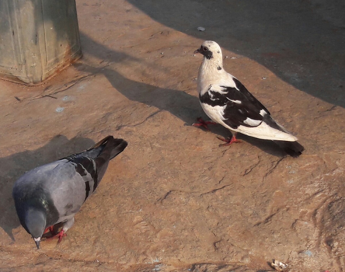 Rock Pigeon (Feral Pigeon) - Hemant Kumar  Nagesh