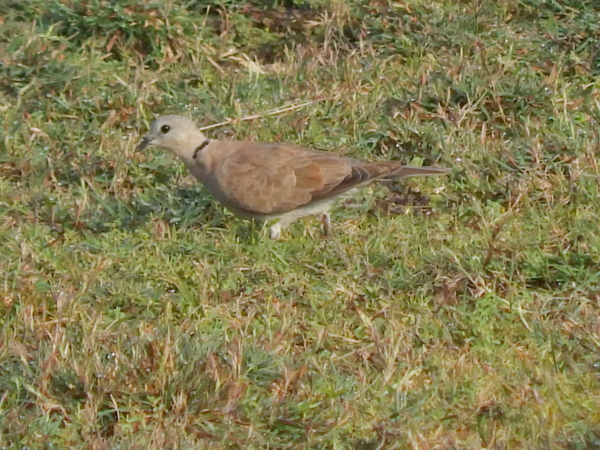 Red Collared-Dove - ML73396781