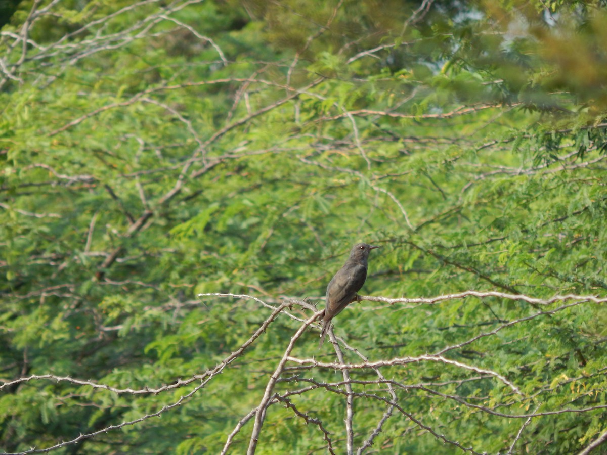 Gray-bellied Cuckoo - ML73396791