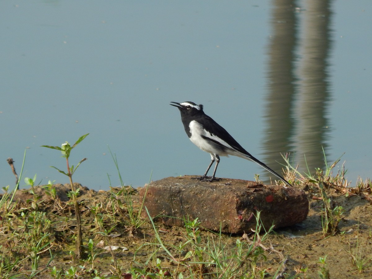 White-browed Wagtail - ML73396811