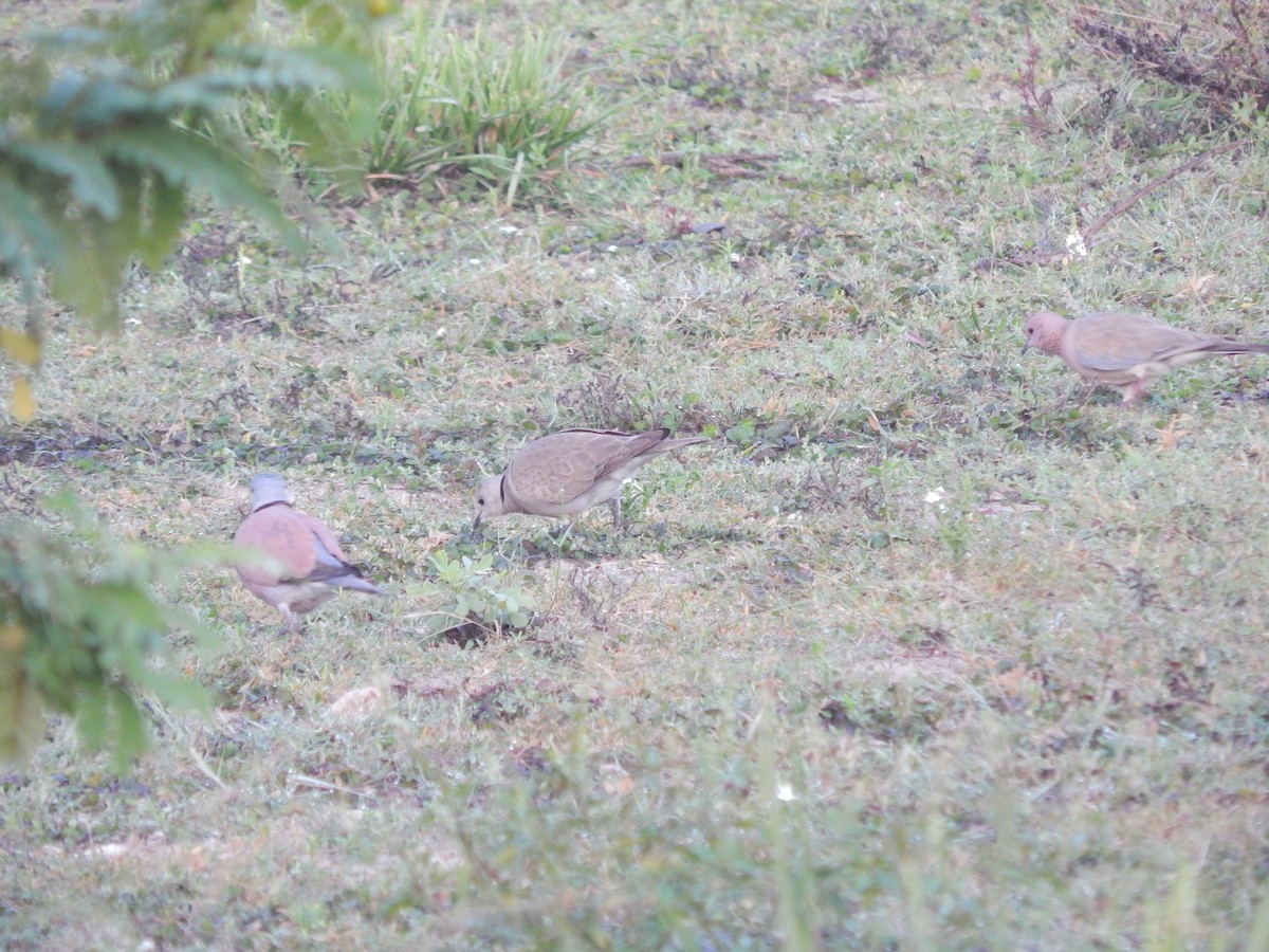 Red Collared-Dove - ML73398151