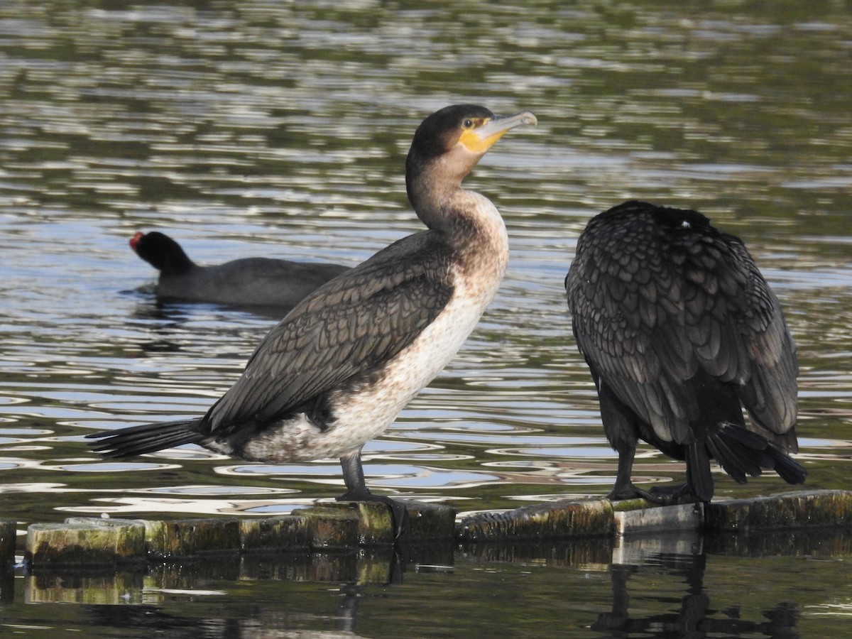 Great Cormorant (White-breasted) - Nick Hudson