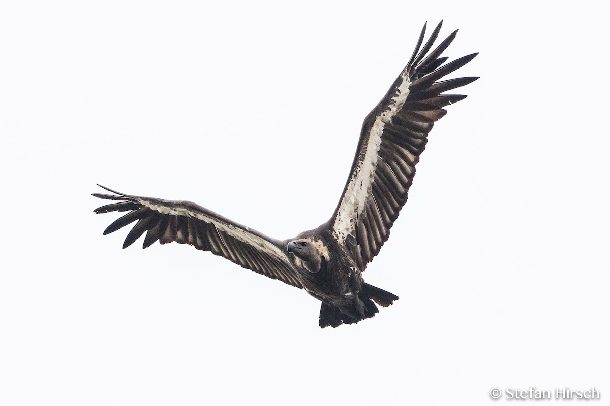 White-rumped Vulture - Stefan Hirsch