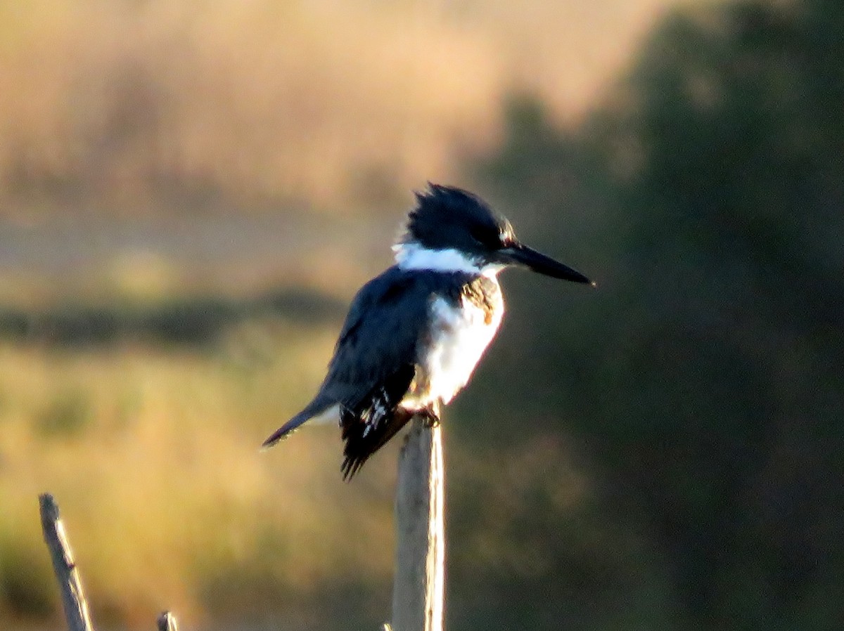 Belted Kingfisher - Patricia and Richard Williams