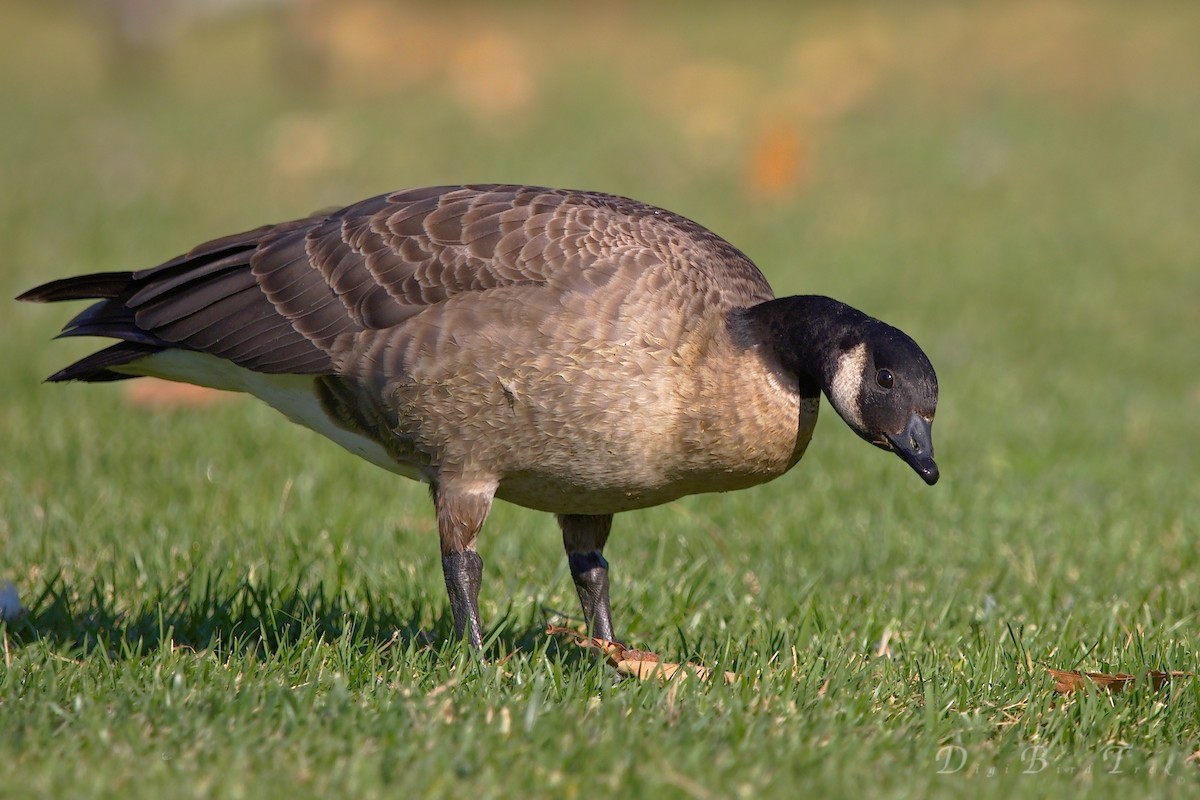 Cackling Goose - DigiBirdTrek CA