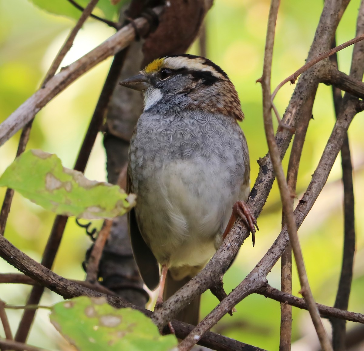 White-throated Sparrow - Brenda Bull