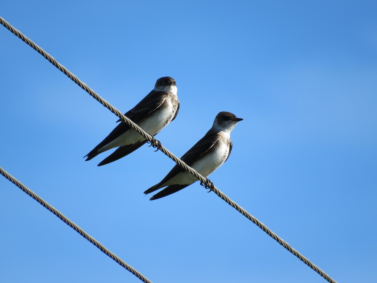 Brown-chested Martin - ML73416571