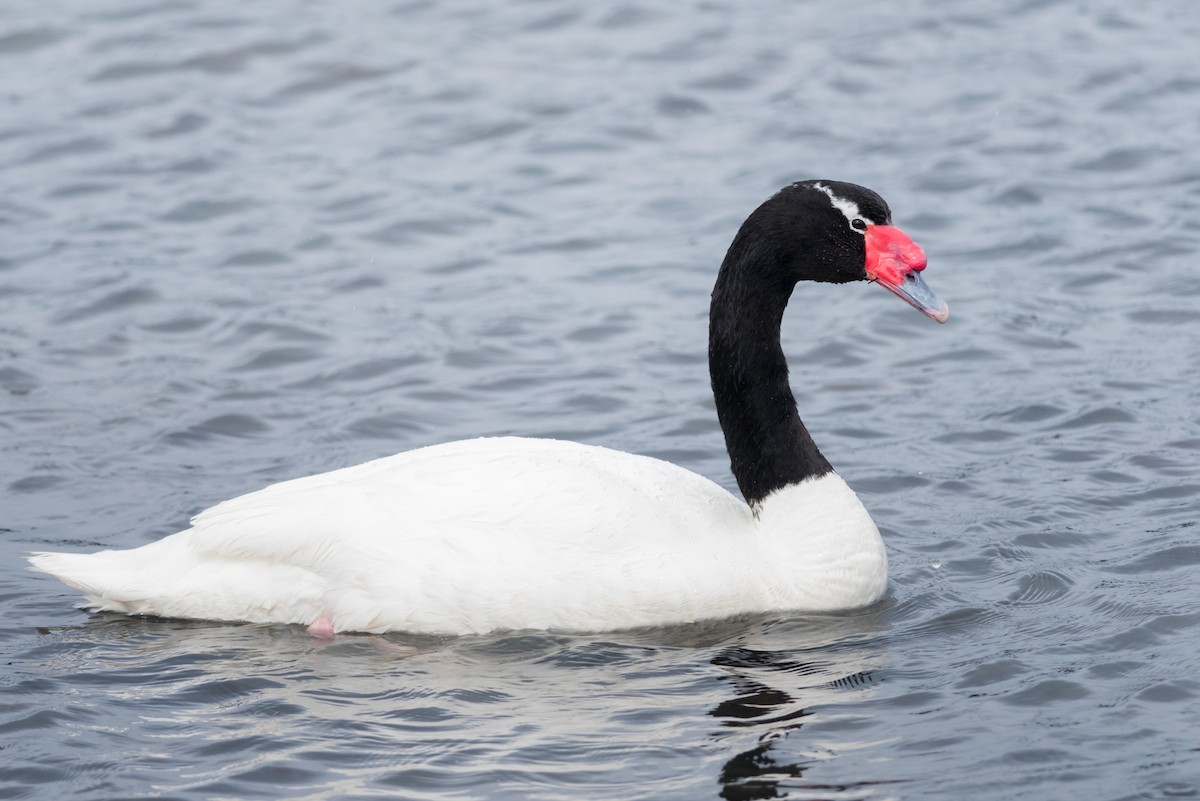 Black-necked Swan - ML73418681
