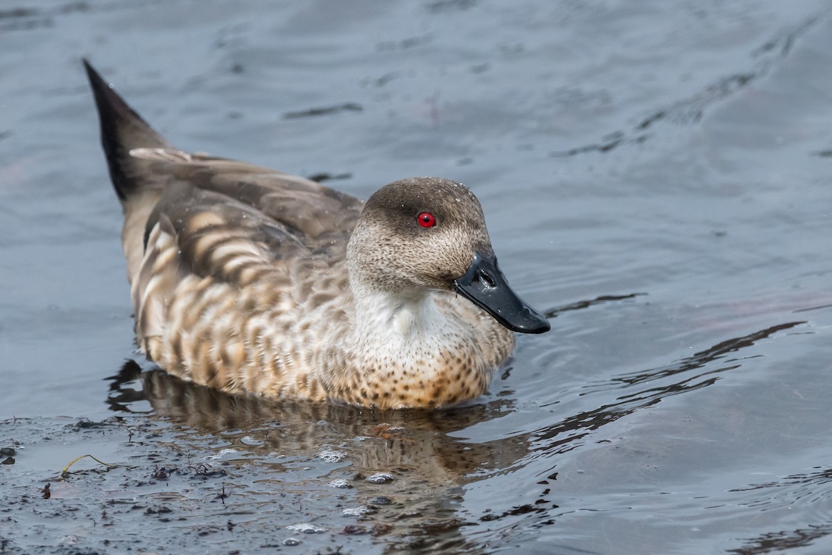 Crested Duck - ML73418691