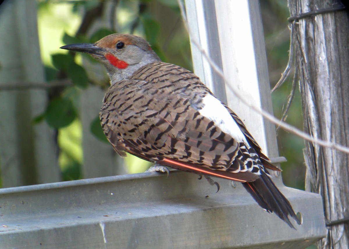 Northern Flicker (Red-shafted) - Jay McGowan