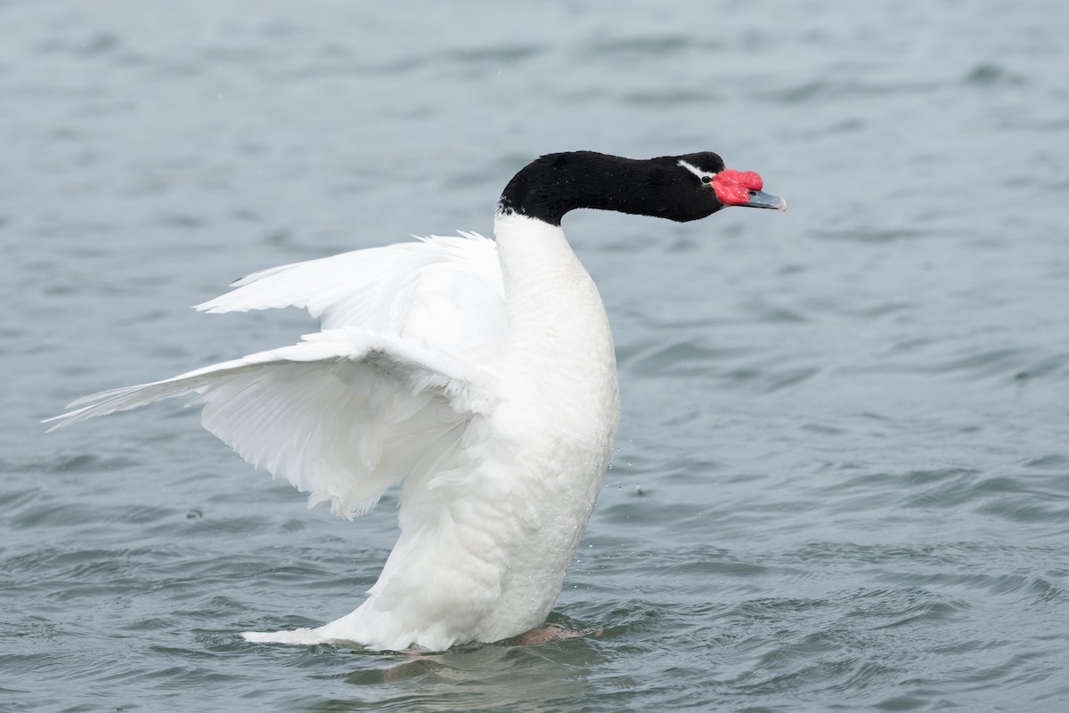 Black-necked Swan - Claudia Brasileiro