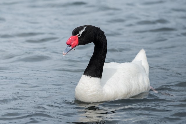 Swan -