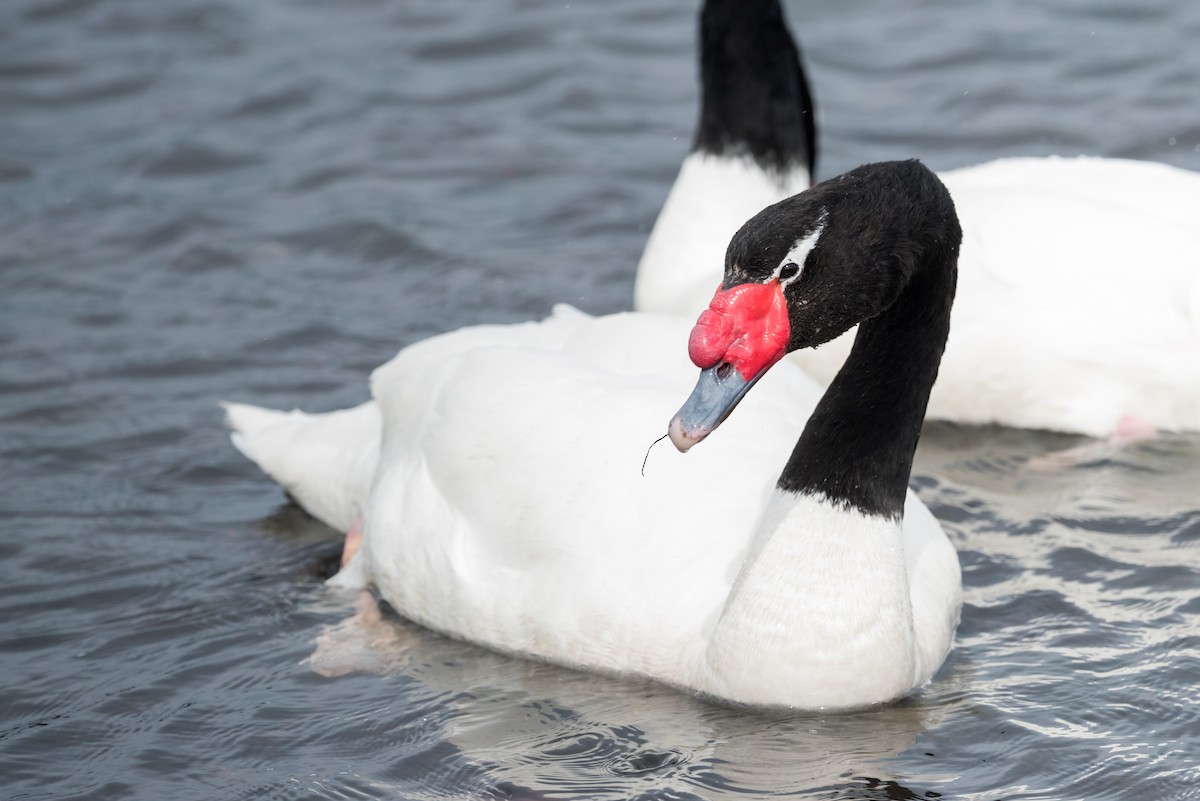 Black-necked Swan - ML73419141