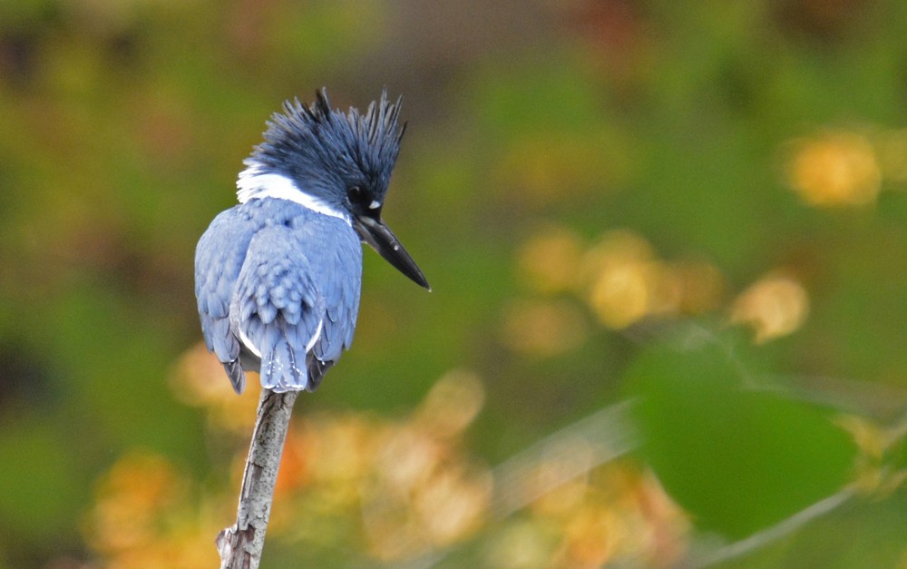 Belted Kingfisher - Dick Horsey