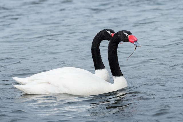 lovende Beskrive lunken Black-necked Swan - eBird