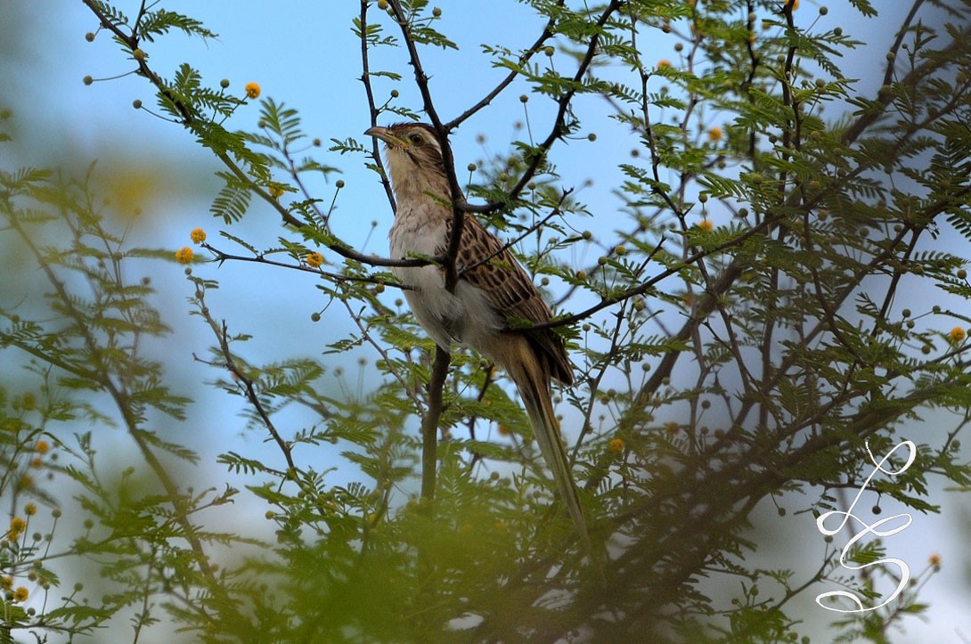 Striped Cuckoo - Luis Fernandez