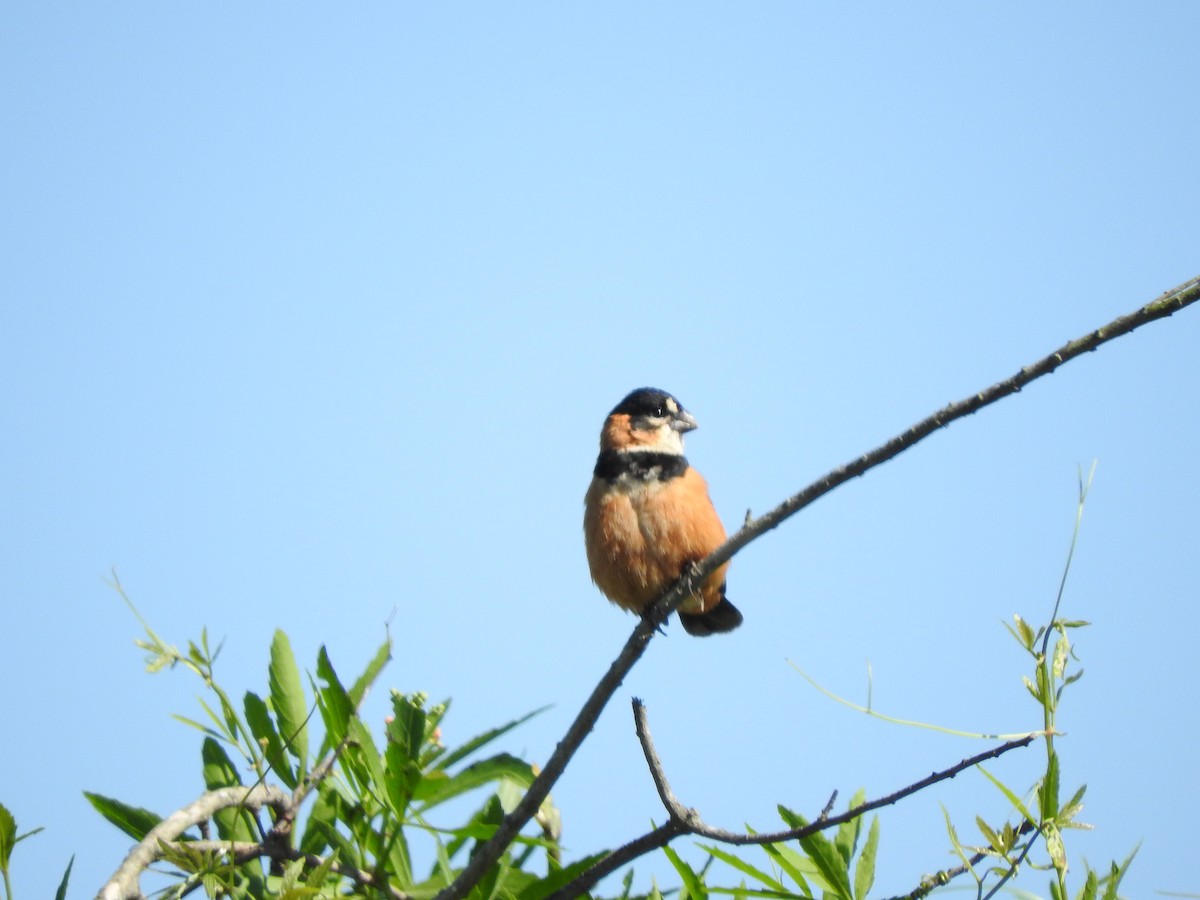 Rusty-collared Seedeater - ML73423871
