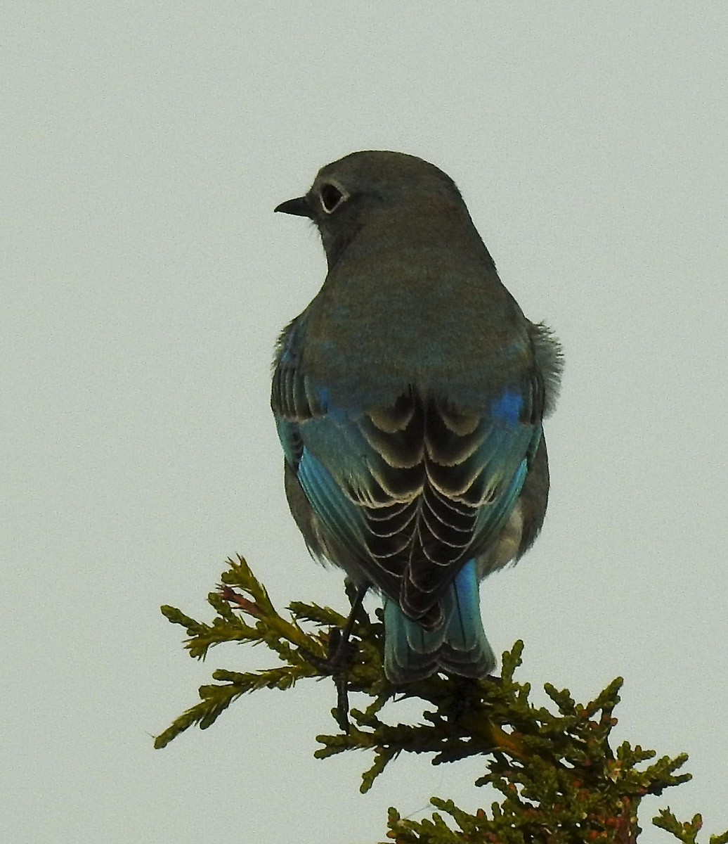 Mountain Bluebird - Van Truan