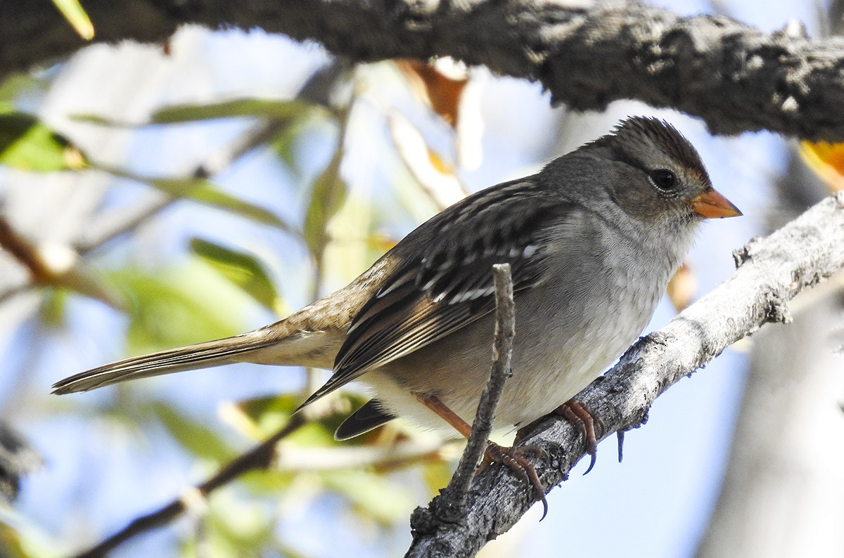 White-crowned Sparrow - Van Truan