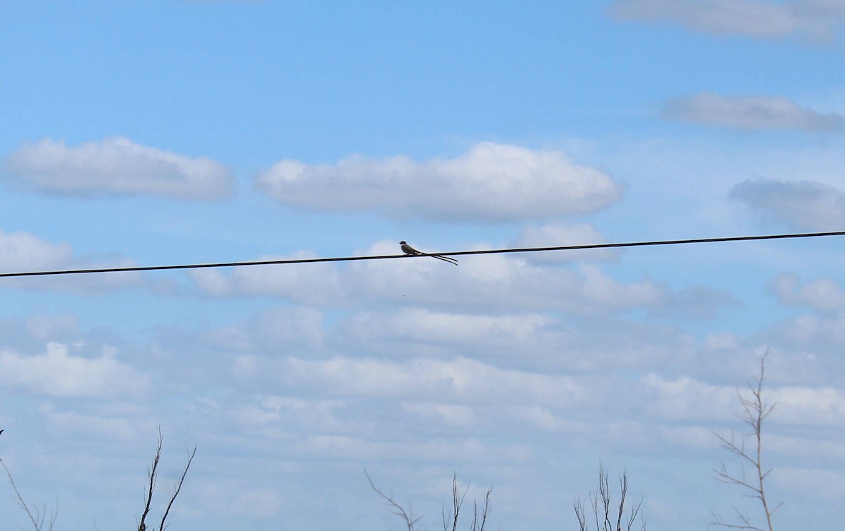 Fork-tailed Flycatcher - ML73425461