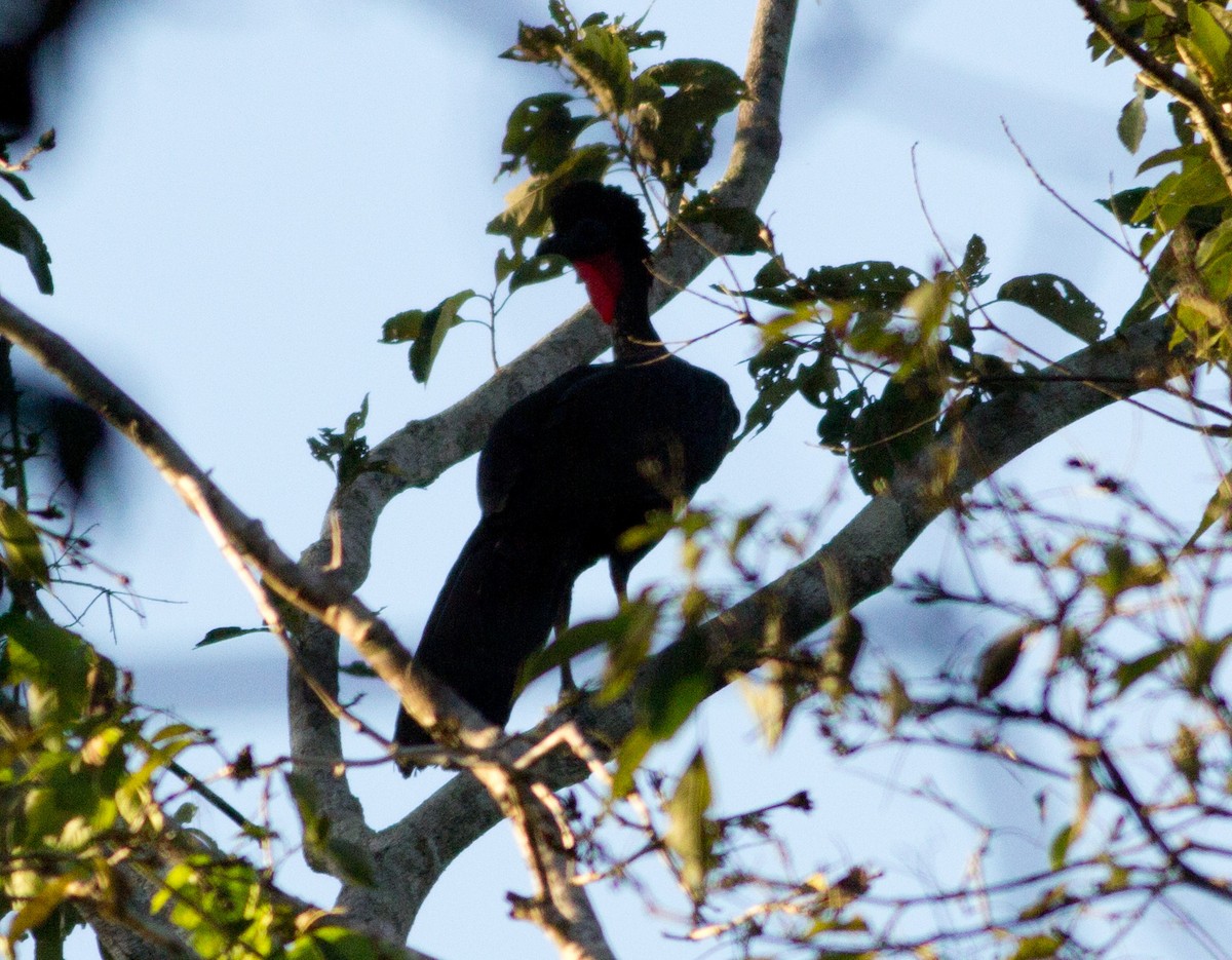 Crested Guan - Angus Pritchard