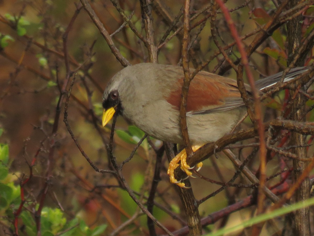 Rufous-backed Inca-Finch - Manuel Roncal