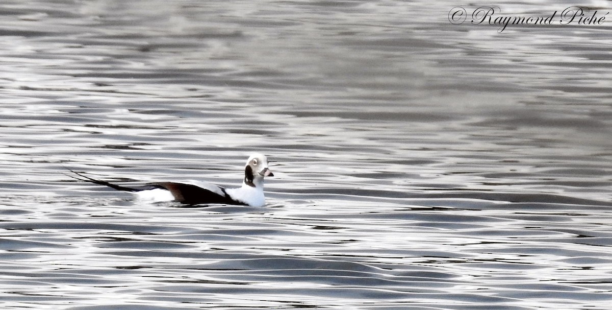 Long-tailed Duck - Raymond  Piché
