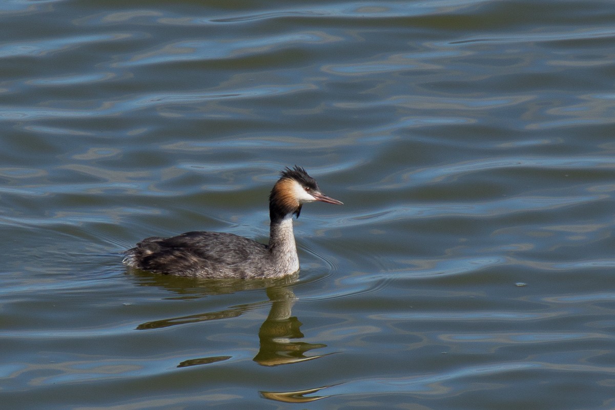 Great Crested Grebe - Sharon Kennedy