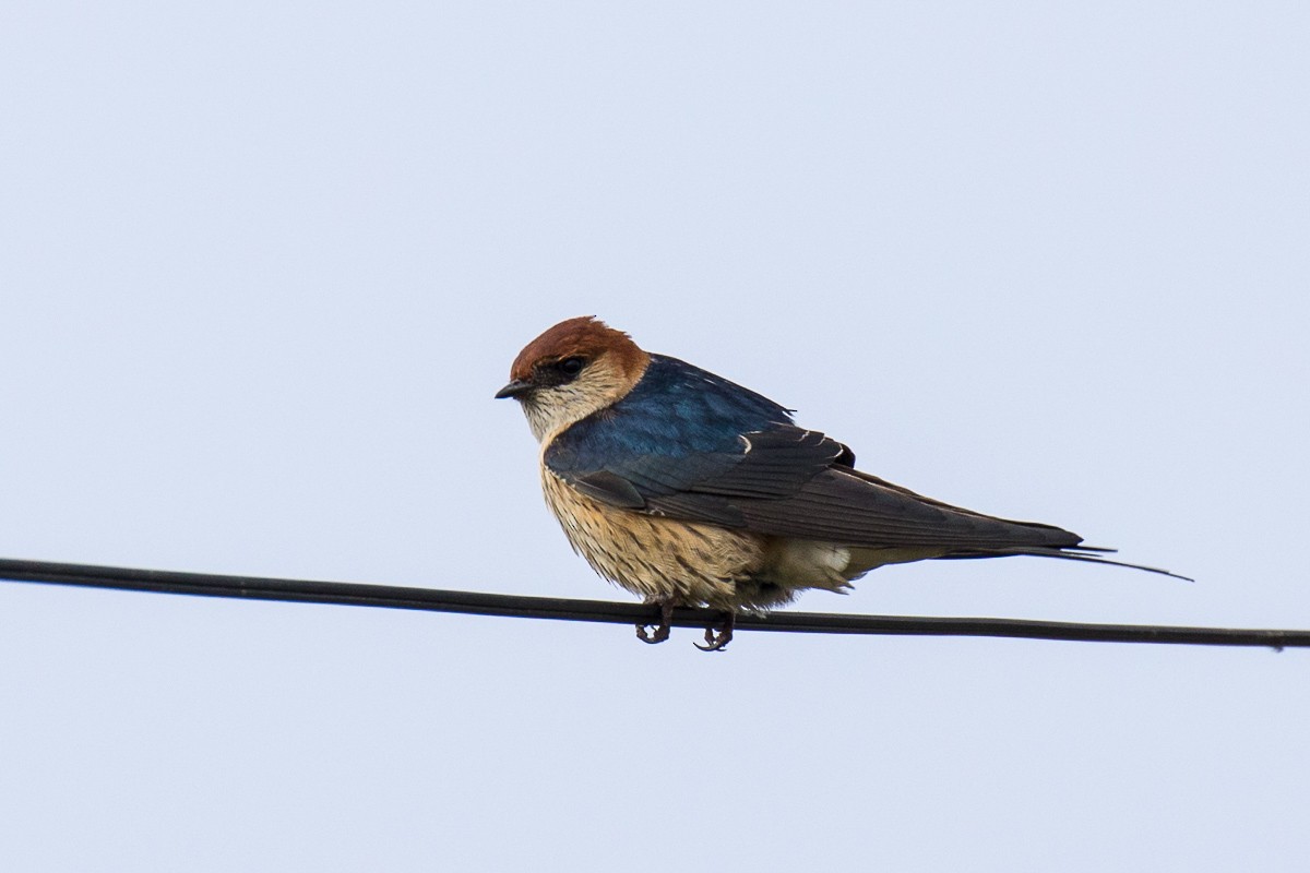 Greater Striped Swallow - Sharon Kennedy