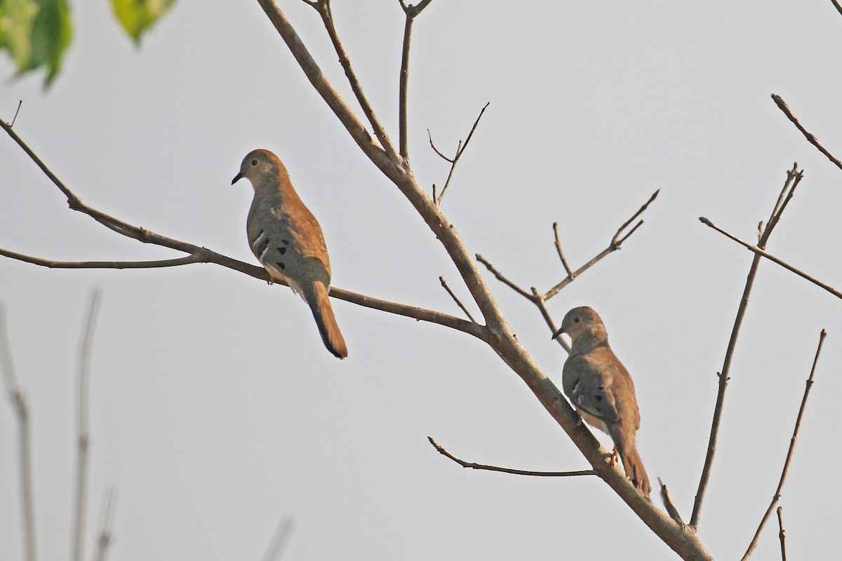 Long-tailed Ground Dove - ML73430521