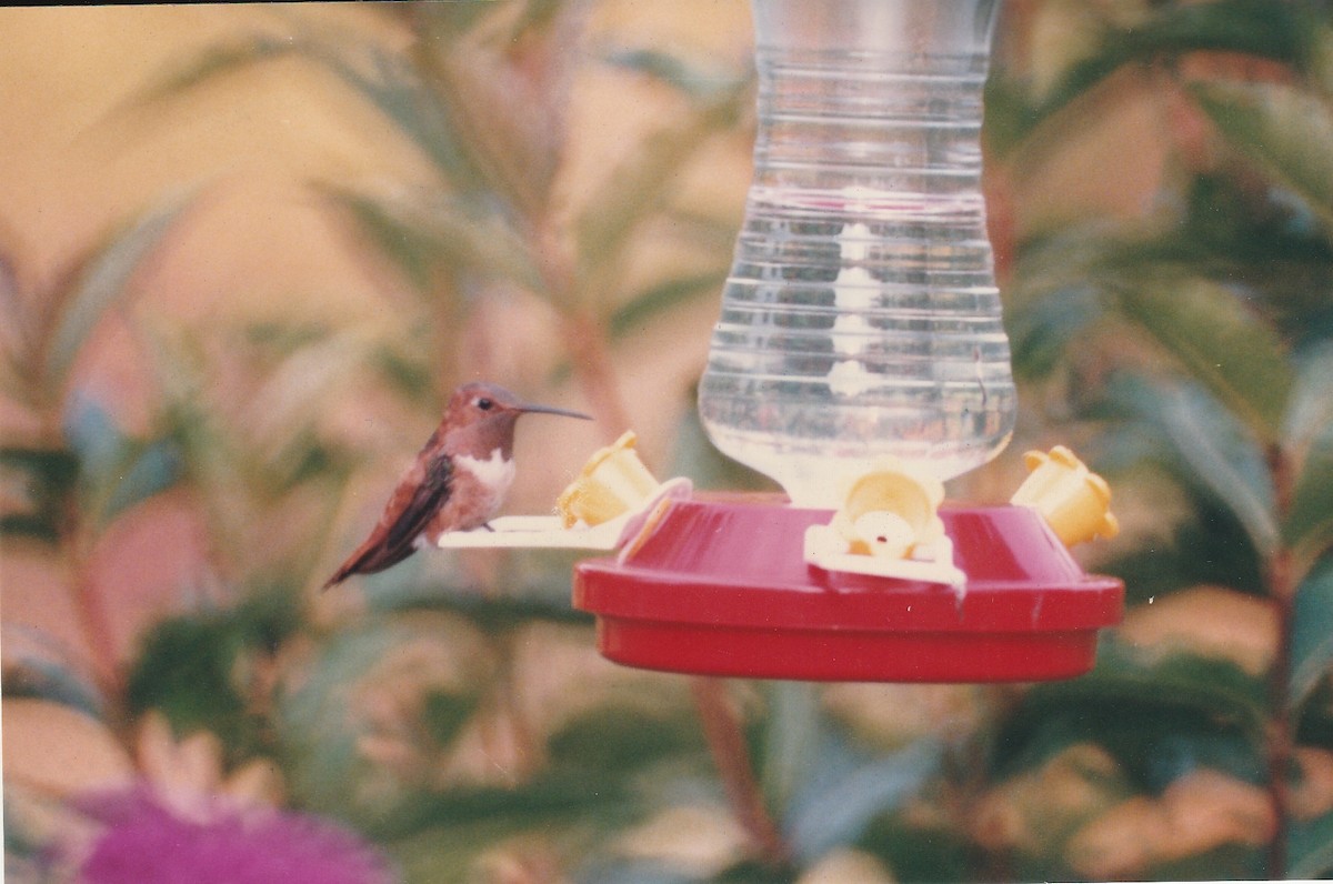 Rufous Hummingbird - Kayo Roy
