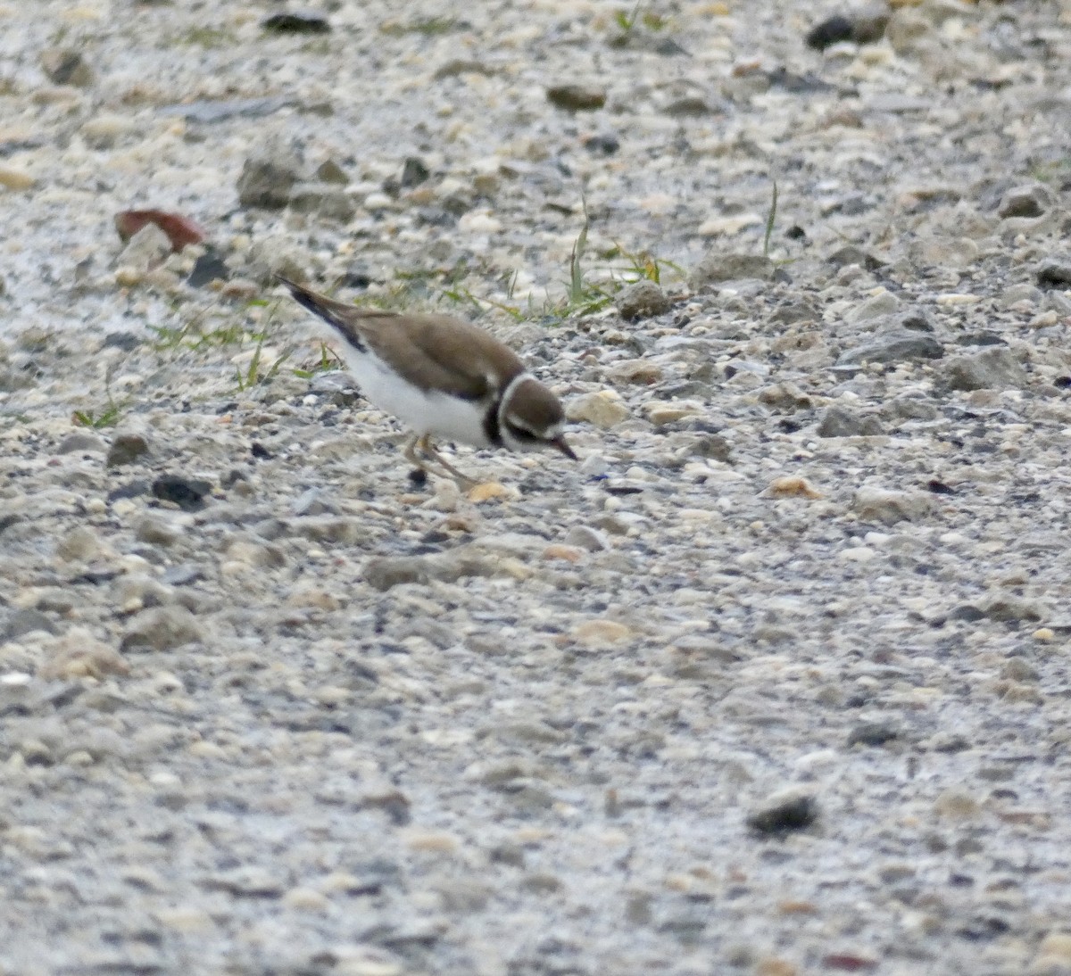 Semipalmated Plover - Annie Reeves