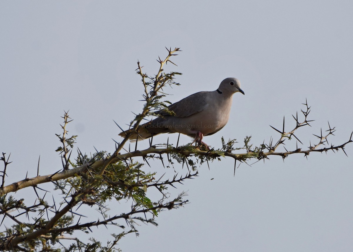 Eurasian Collared-Dove - ML73433301