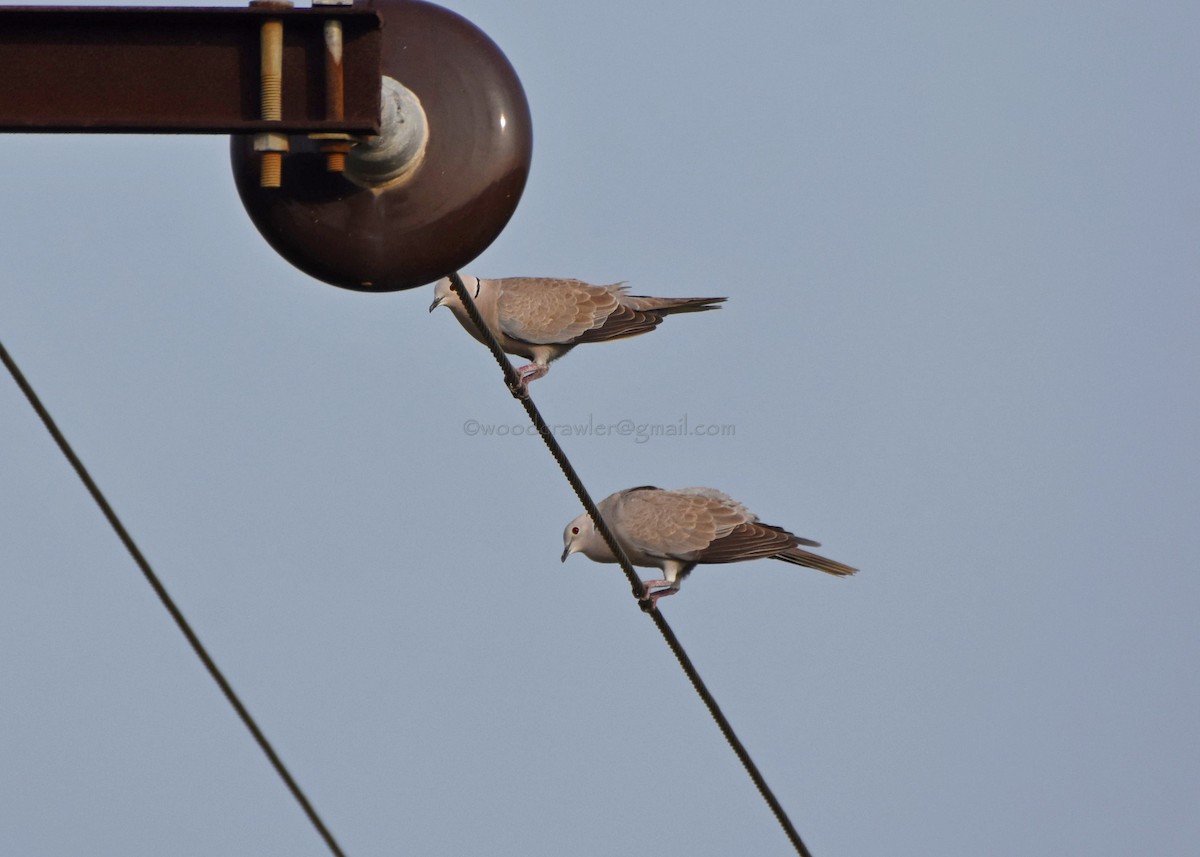 Eurasian Collared-Dove - Rajesh Radhakrishnan