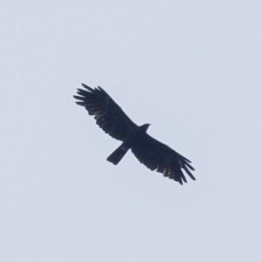 Black Eagle - Wilbur Goh