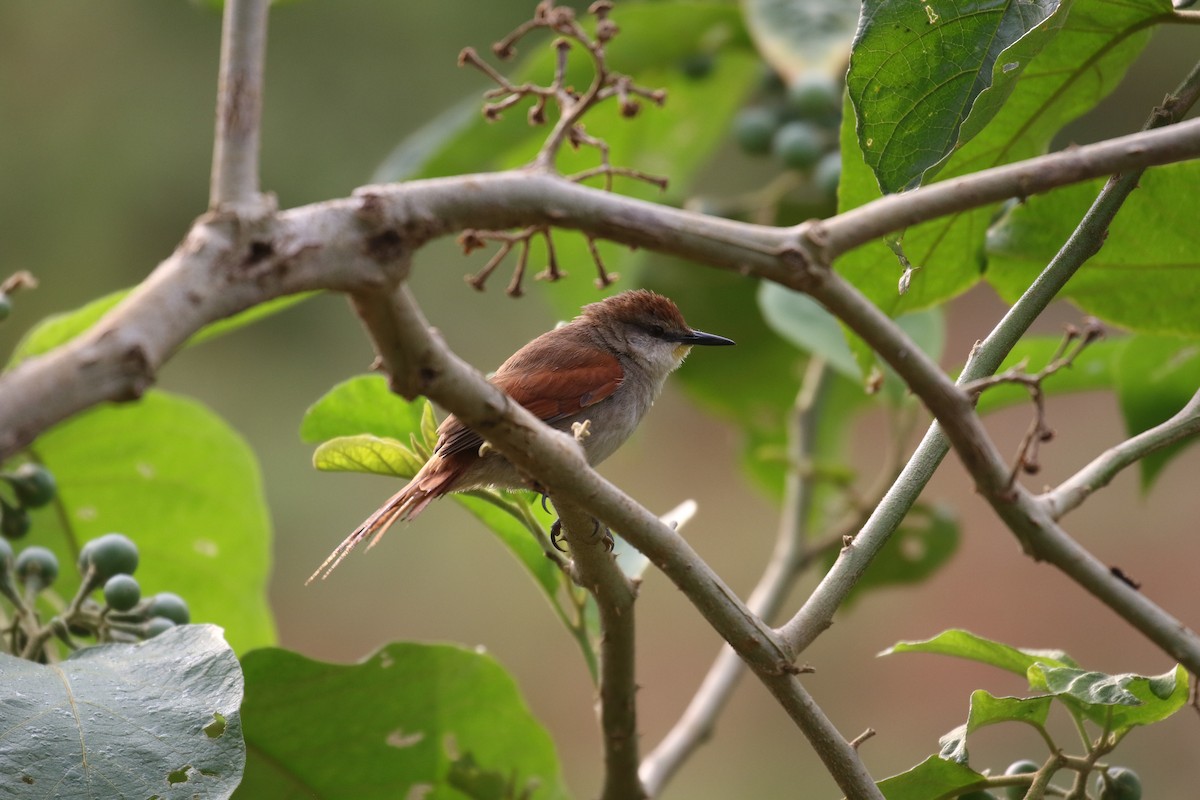 Yellow-chinned Spinetail - ML73433731