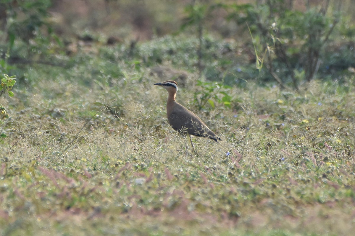 Indian Courser - ML73434051