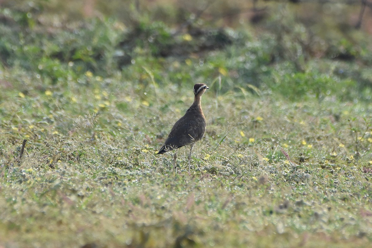 Indian Courser - ML73434061