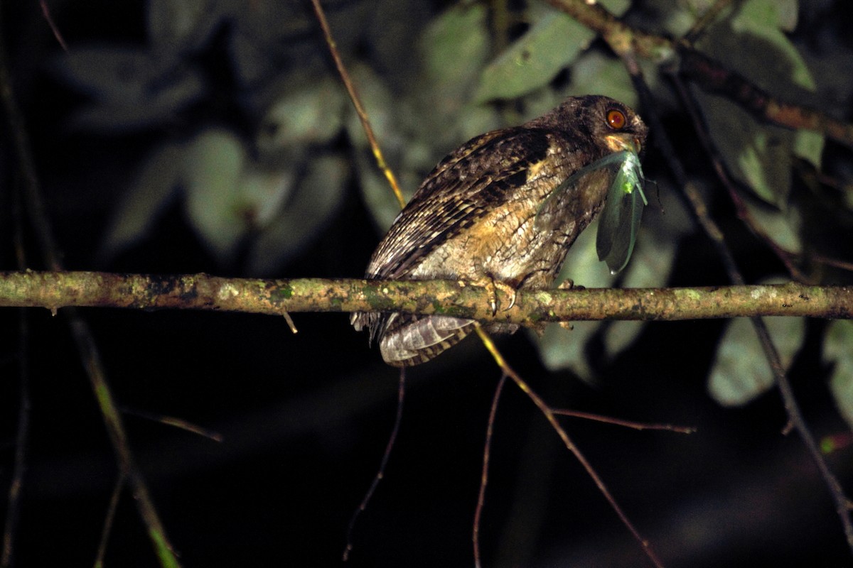 Tawny-bellied Screech-Owl - Mark Linardi