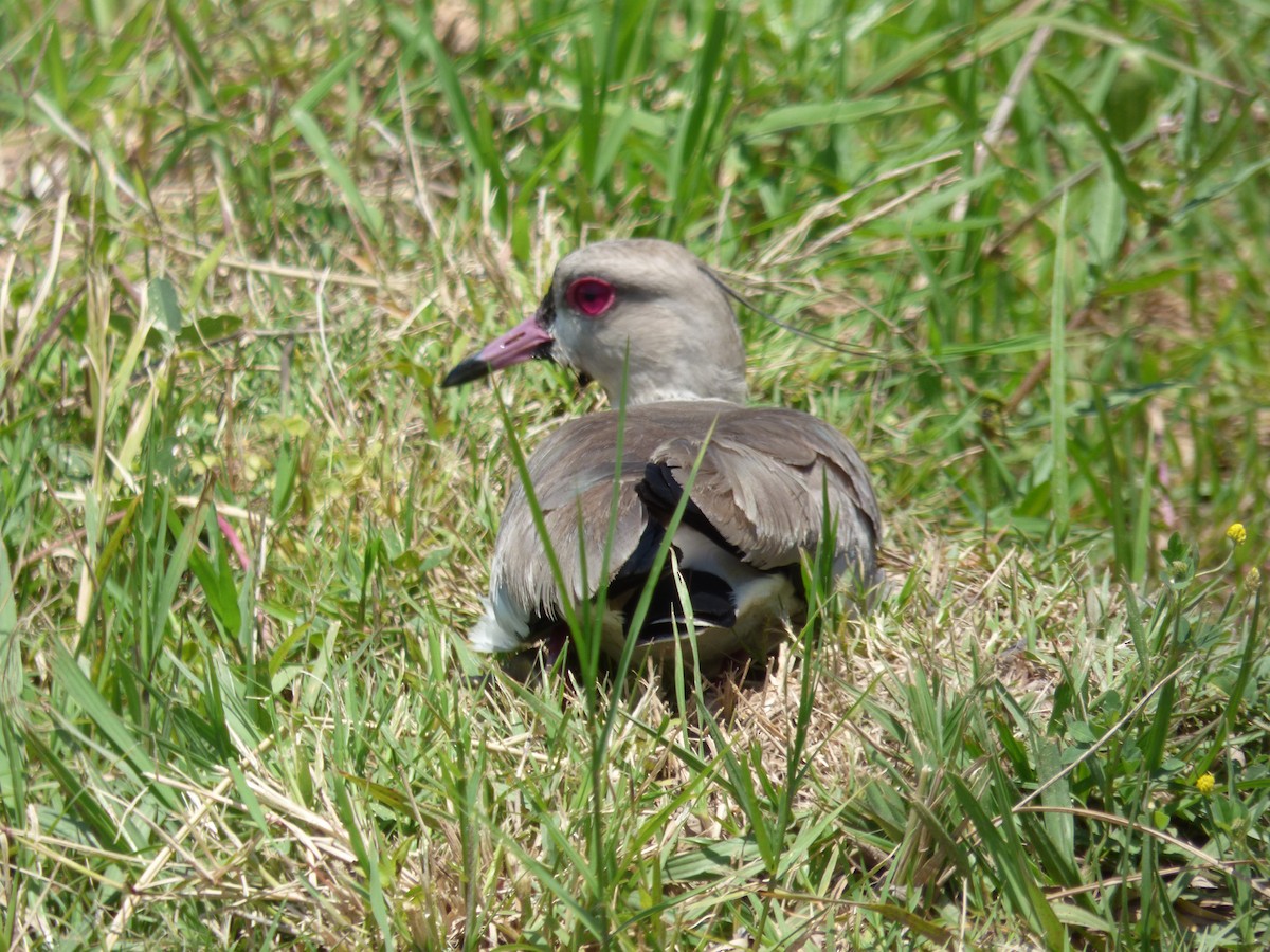 Southern Lapwing - Max Enggist