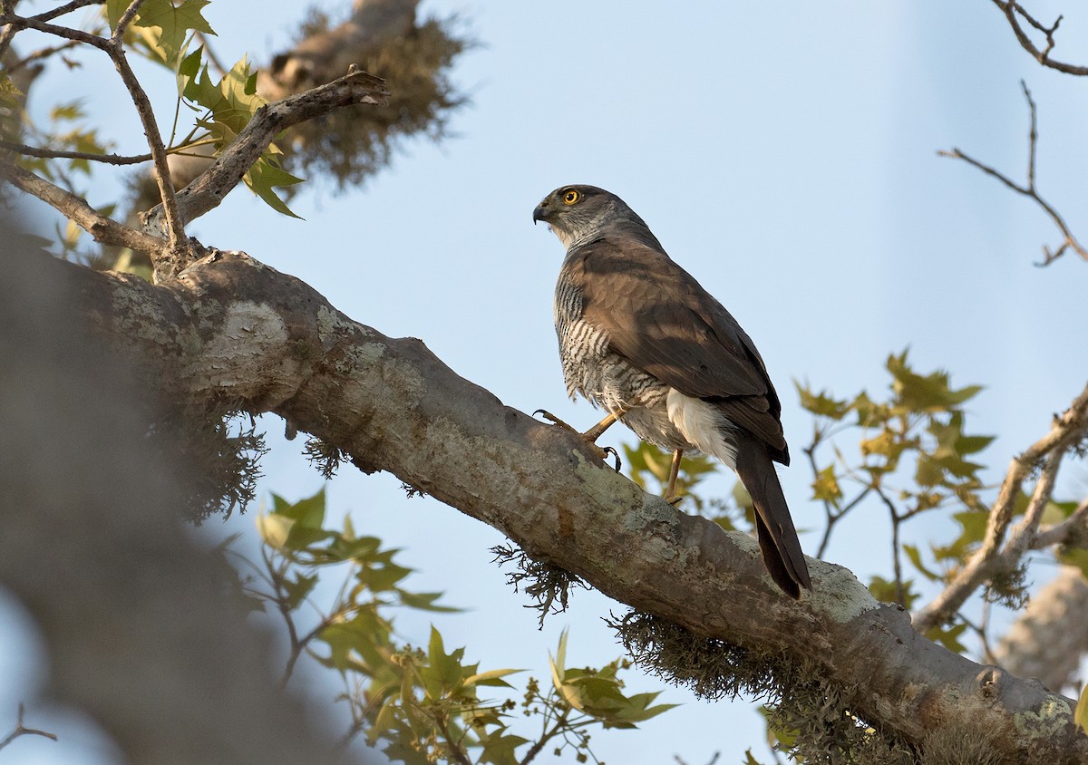 Madagascar Sparrowhawk - Sam Woods