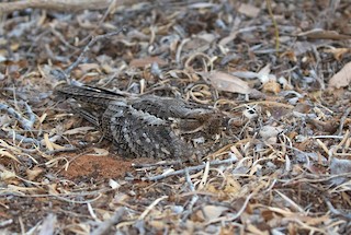  - Madagascar Nightjar