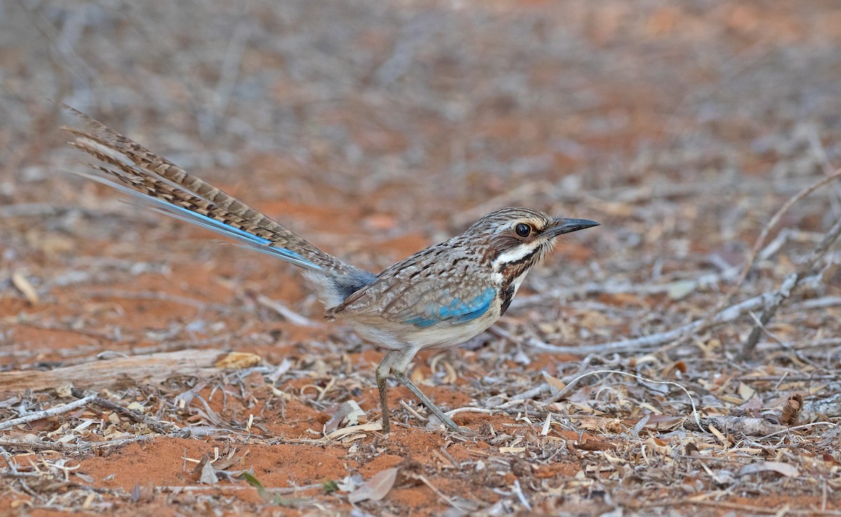 Long-tailed Ground-Roller - ML73445861