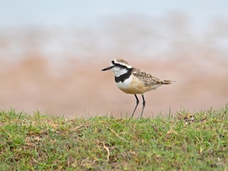  - Madagascar Plover