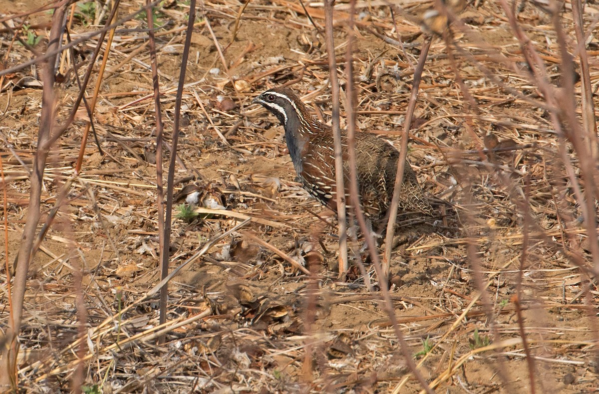 Madagascar Partridge - ML73446361