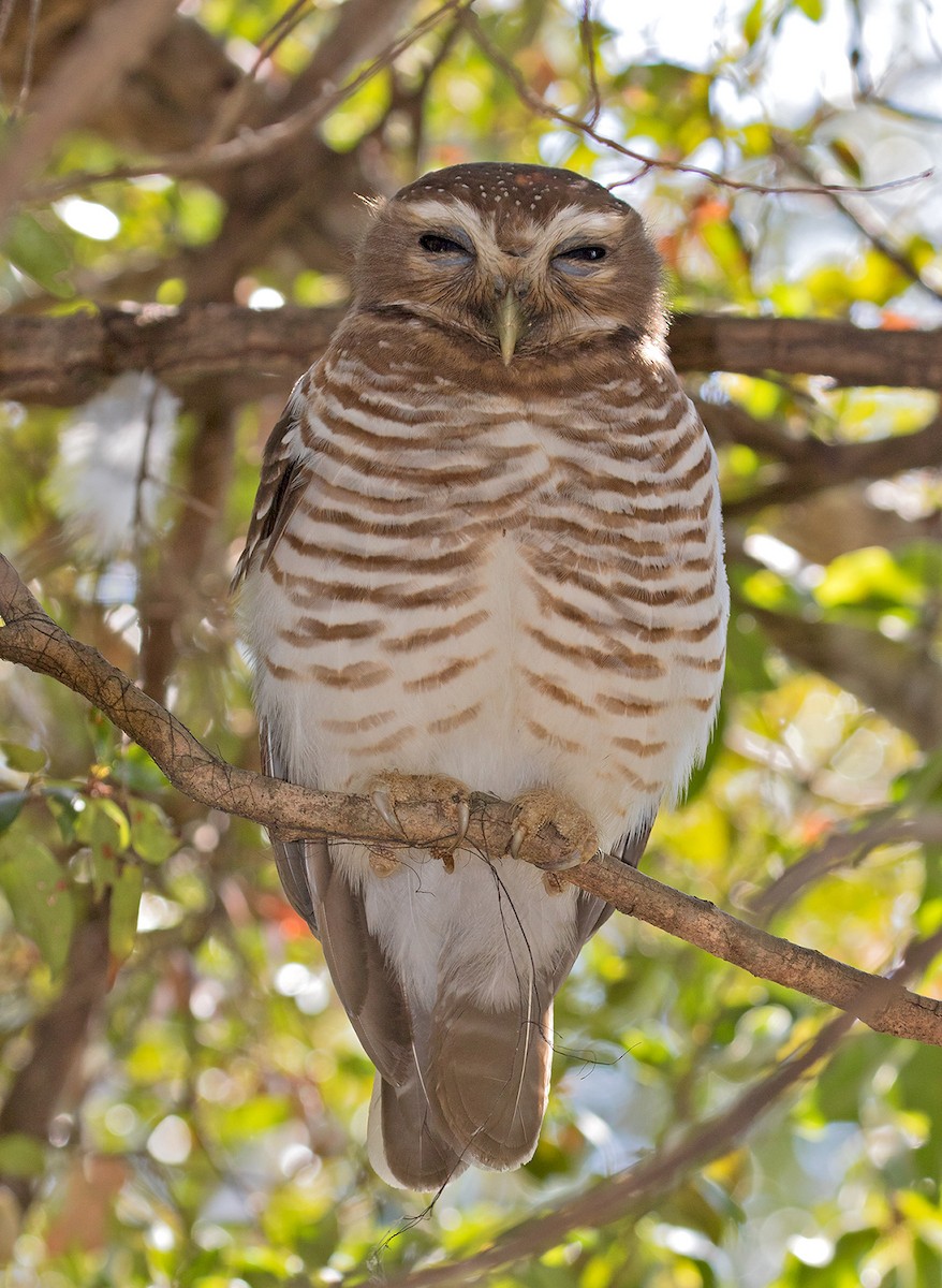 White-browed Owl - Sam Woods